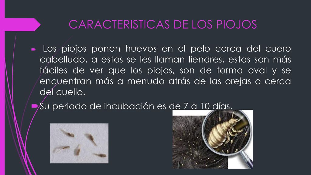 periodo incubacion piojos periodo incubacion piojos